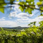 Massimago Wine Relais * Mezzane di Sotto